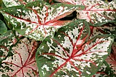 CALADIUM CAROLYN WHORTON