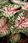 CALADIUM CAROLYN WHORTON