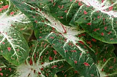 CALADIUM LIMELITE