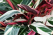 CALATHEA TRIO STAR