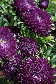 CALLISTEPHUS CHINENSIS DUCHESS DEEP BLUE