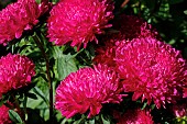 CALLISTEPHUS CHINENSIS DUCHESS DEEP PINK