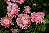 CALLISTEPHUS CHINENSIS DUCHESS ROSE PINK