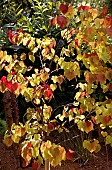 CERCIS  CANADENSIS ETERNAL FLAME (NC2016-2)