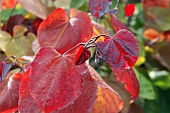 CERCIS  CANADENSIS ETERNAL FLAME (NC2016-2)