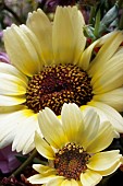 CHRYSANTHEMUM CARINATUM EASTERN STAR