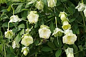 COBAEA SCANDENS ALBA