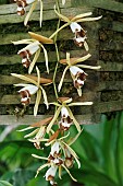 COELOGYNE DAYANA