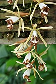 COELOGYNE DAYANA