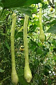 CUCURBITA MOSCHATA TROMBETTA