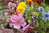 CUT FLOWER HARVEST