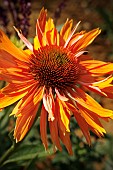 ECHINACEA BIG KAHUNA
