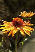 ECHINACEA BIG KAHUNA