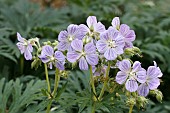 GERANIUM PRETENSE MRS KENDALL CLARK