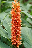 HEDYCHIUM DENSIFLORUM ASSAM ORANGE