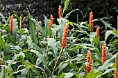 HEDYCHIUM DENSIFLORUM ASSAM ORANGE
