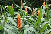 HEDYCHIUM DENSIFLORUM ASSAM ORANGE