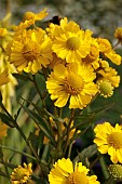 HELENIUM LEMON SUNDAE