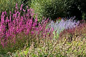 HERBACEOUS PERENNIAL BORDER MIX