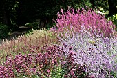 HERBACEOUS PERENNIAL BORDER MIX