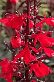 LOBELIA CARDINALIS QUEEN VICTORIA