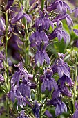 LOBELIA X SPECIOSA STARSSHIP BLUE (PAS1302712)