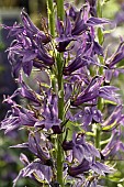 LOBELIA X SPECIOSA STARSSHIP BLUE (PAS1302712)