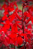 LOBELIA X SPECIOSA STARSSHIP DEEP SCARLET(PAS905521)