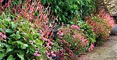 MIXED FLOWER BORDER