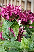 MONARDA DIDYMA BEE-PURE (MONARD 0039)