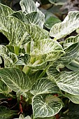 PHILODENDRON WHITE WAVE