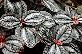 PILEA INVOLUCRATA