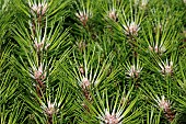PINUS NIGRA MARIE BREGEON