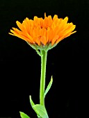 CALENDULA OFFICINALIS GREEN HEART (POT MARIGOLD)