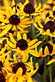 RUDBECKIA FULGIDA LITTLE GOLDSTAR