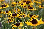 RUDBECKIA FULGIDA LITTLE GOLDSTAR