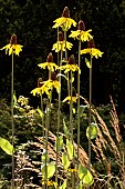 RUDBECKIA MAXIMA