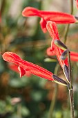 SALVIA STOLONIFERA