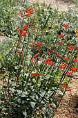 SALVIA STOLONIFERA