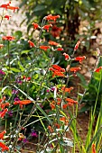 SALVIA STOLONIFERA