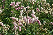 SANGUISORBA BLACKTHORN