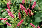 SANGUISORBA TENUIFOLIA HENK GERRITSEN