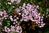 THALICTRUM DELAVAYI HEWITTS DOUBLE