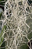 TILLANDSIA USNEOIDES