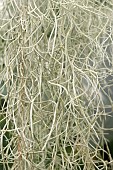 TILLANDSIA USNEOIDES