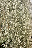TILLANDSIA USNEOIDES