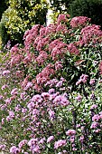 VERBENA BONARIENSIS & EUPATORIUM CANNABINUM
