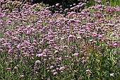 VERBENA BONARIENSIS