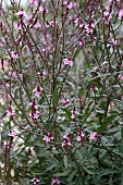 VERBENA OFFICINALIS VAG GRANDIFLORA BAMPTON