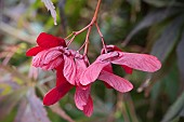 ACER PALMATUM BENI-KAGAMI